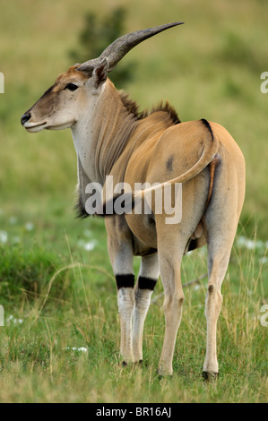 Common eland (Tragelaphus oryx), Serengeti National Park, Tanzania Stock Photo