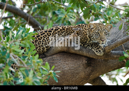 Leopard sitting in a tree (Panthera pardus), Serengeti National Park, Tanzania Stock Photo