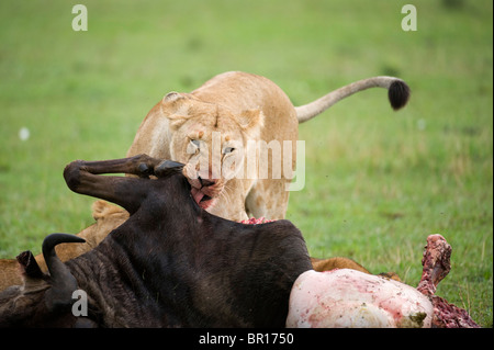 Lion on a kill (Panthero leo), Serengeti National Park, Tanzania Stock Photo