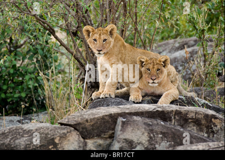 Lion cubs (Panthero leo) lying on a rock, Serengeti National Park, Tanzania Stock Photo
