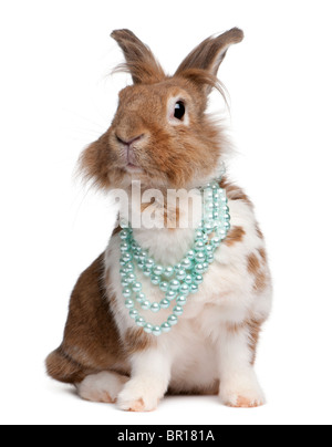 Portrait of a European Rabbit wearing pearl necklaces, Oryctolagus cuniculus, sitting in front of white background Stock Photo