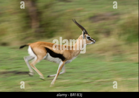 Thomson's gazelle running (Gazella thomsoni), Serengeti National Park, Tanzania Stock Photo