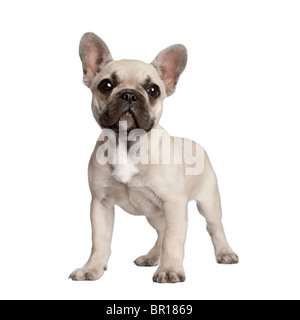 Portrait of French bulldog standing in front of white background Stock Photo