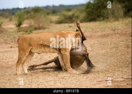 Lion on a kill (Panthero leo), Serengeti National Park, Tanzania Stock Photo