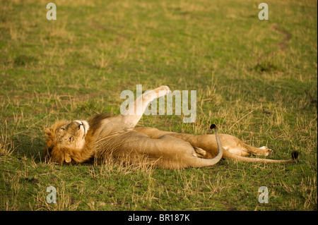 mating pair of Lions (Panthero leo), Maasai Mara National Reserve ...
