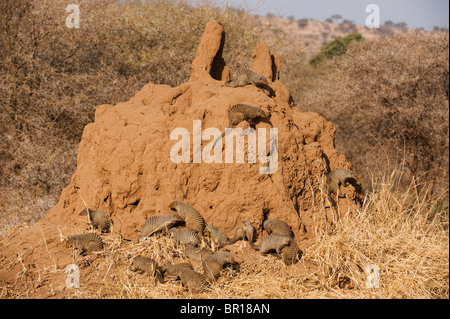 Banded mongoose (Mungos mungo), Tarangire National Park, Tanzania Stock Photo