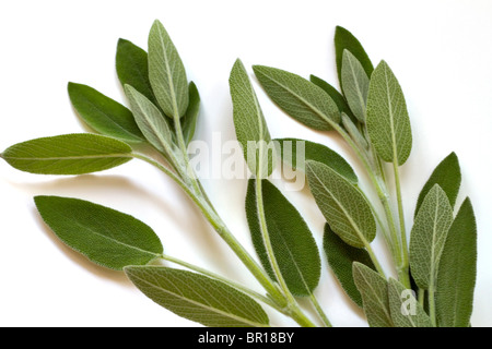 Fresh sage Stock Photo