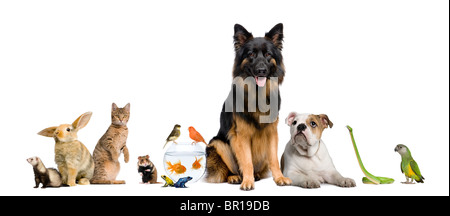 Group of pets together in front of white background Stock Photo