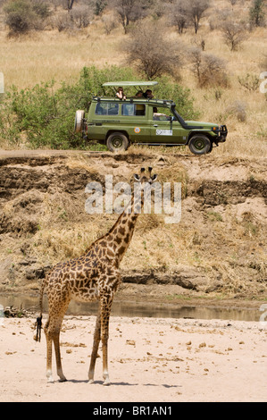 Giraffe (giraffa Camelopardalis), Animal Transport, Truck, Limpopo 