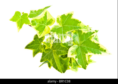 Close-up of  poecilophyllous hedera helix ivy leaves isolated on white Stock Photo