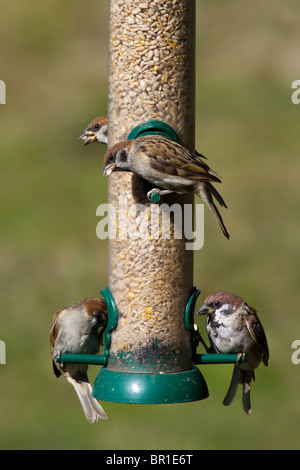 Tree Sparrow (Passer Montanus) Feeding at the feeder Stock Photo