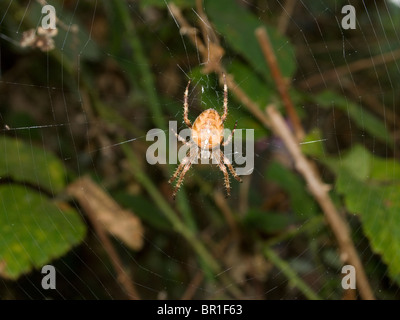 Common Garden Spider Araneus diadematus