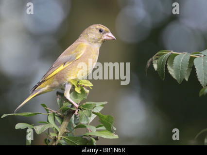 Greenfinch (Carduelis chloris) resting on a twig in autumn. Stock Photo