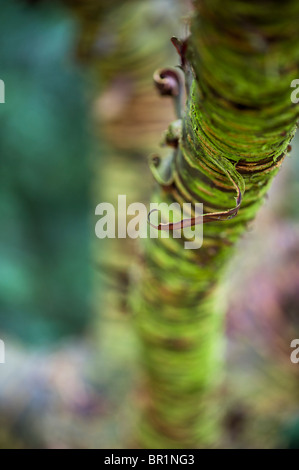 Prunus Rufa, Himalayan cherry tree bark Stock Photo - Alamy