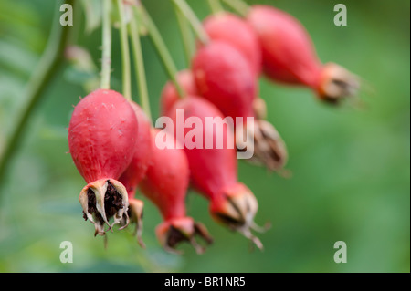 Rosa, Moyesii Geranium, rose hips on a bush Stock Photo