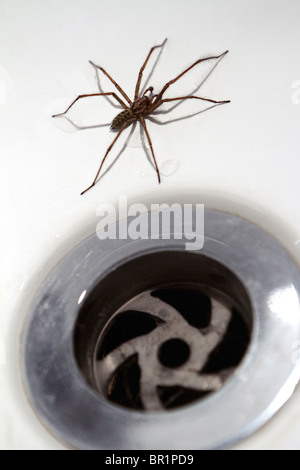 House / Bath Spider: Tegenaria Duellica (AKA Tegenaria Gigantea) next to plughole Stock Photo