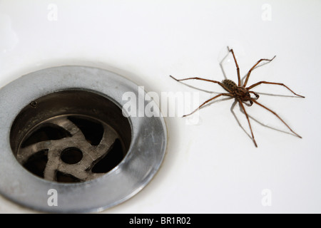 House / Bath Spider: Tegenaria Duellica (AKA Tegenaria Gigantea) next to plughole