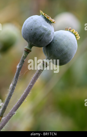 poppy heads Stock Photo