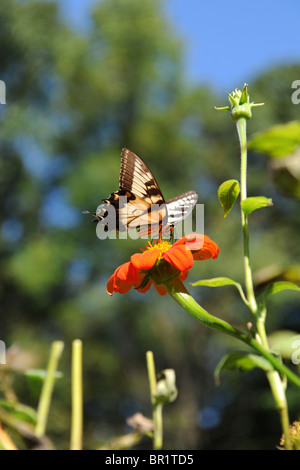 Eastern tiger swallowtail butterfly perched on orange flower during sunny day