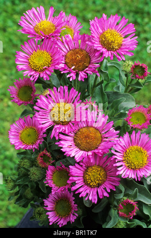 Erigeron glaucus 'Sea Breeze', Fleabane pink flower flowers garden plant plants erigerons Stock Photo
