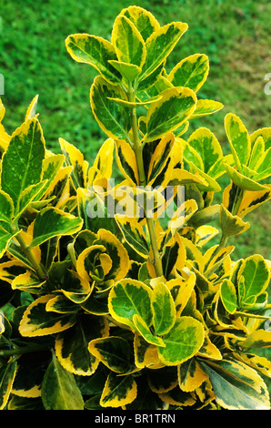 Euonymus japonicus 'Ovatus Aureus' green and gold leaf leaves foliage plant variegated garden plants Stock Photo