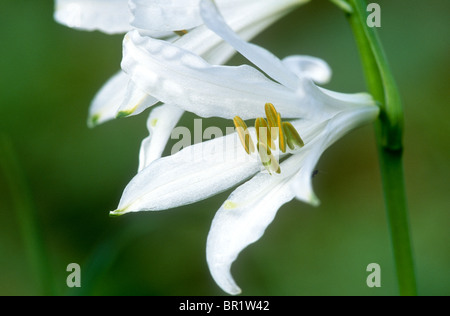 St Bruno's lily, Paradisea liliastrum, Valsavarenche, Italy Stock Photo