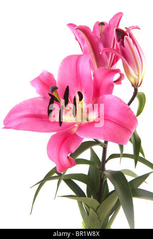 Pink Lily bouquet flowers isolated on white background Stock Photo