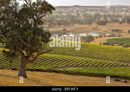 Australia, South Australia, Barossa Valley, Marananga. Mountadam Winery vineyard on High Eden Road near Eden Valley. Stock Photo