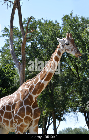 Giraffe Stock Photo