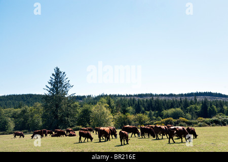 herd of brown Hereford dairy cows peacefully grazing lush green meadow with area clear cut timber visible in distance Stock Photo