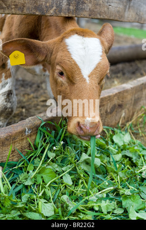 A farm calf eats fodder, a blade of grass in its mouth Stock Photo - Alamy
