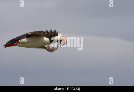 Atlantic Puffin (Fratercula Arctica) flying back to its burrow with sand eels in its beak.   Farne Islands, Northumberland. Stock Photo