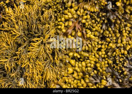 Channelled wrack (left) and Spiral wrack (right) seaweed growing on a Scottish Beach, Scotland, UK Stock Photo