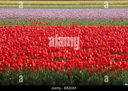 Red tulips in Delf, Netherlands. Stock Photo