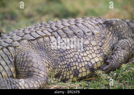 A crocodile rests on the banks of the Chobe River in the Chobe National Park, Botswana. Stock Photo