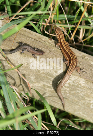 Female and Juvenile Common or Viviparous Lizard, Zootoca vivipara, Lacertidae, Lacertilia, Squamata, Reptilia. Stock Photo