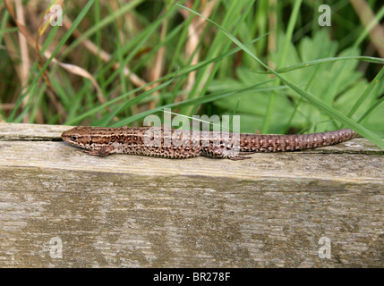 Female Common or Viviparous Lizard, Zootoca vivipara, (formerly Lacerta vivipara), Lacertidae, Lacertilia, Squamata, Reptilia.
