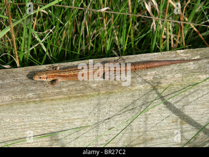 Female Common or Viviparous Lizard, Zootoca vivipara, (formerly Lacerta vivipara), Lacertidae, Lacertilia, Squamata, Reptilia.