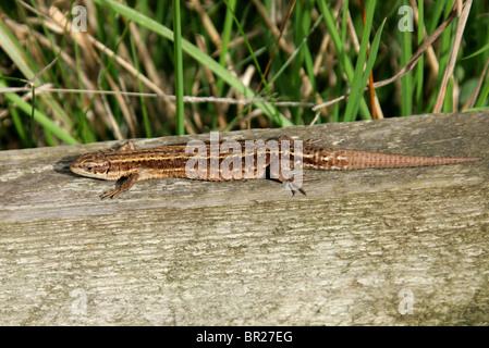 Female Common or Viviparous Lizard, Zootoca vivipara, (formerly Lacerta vivipara), Lacertidae, Lacertilia, Squamata, Reptilia. Stock Photo