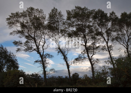 Row of trees in silhouette bent by the wind in Northumberland countryside in evening light Stock Photo