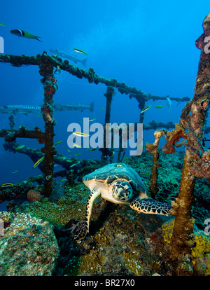 A Hawksbill turtle (Eretmochelys imbricata) on the deck of the Duane shipwreck, Key Largo, Florida