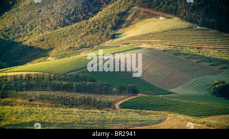 Vineyards on a hillside in the Banhoek Valley near Stellenbosch, South Africa. Stock Photo