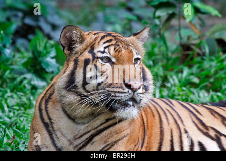 Malayan Tiger a recently identified subspecies found in Malaysia and Thailand. Endangered species. Stock Photo