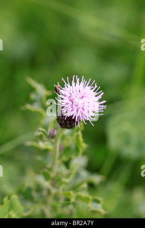 creeping thistle flower with insects Stock Photo