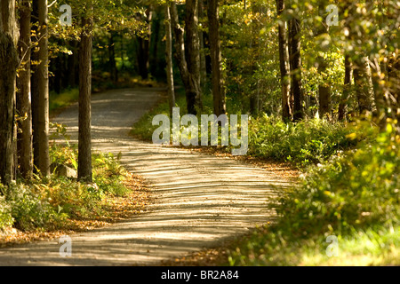 A dirt road winds through woods near Woodstock, Connecticut. Stock Photo