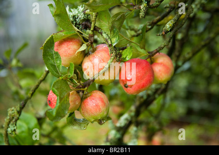 Worcester apples on the tree, Hampshire, England. Stock Photo