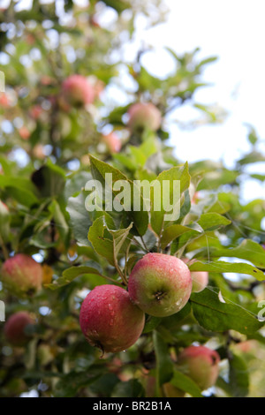 Worcester apples on the tree, Hampshire, England. Stock Photo