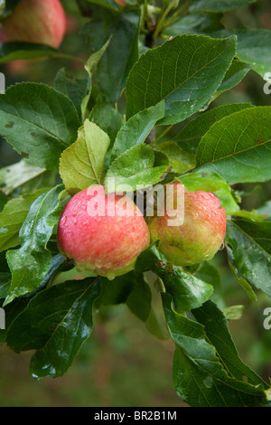 Worcester apples on the tree, Hampshire, England. Stock Photo