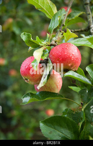 Worcester apples on the tree, Hampshire, England. Stock Photo