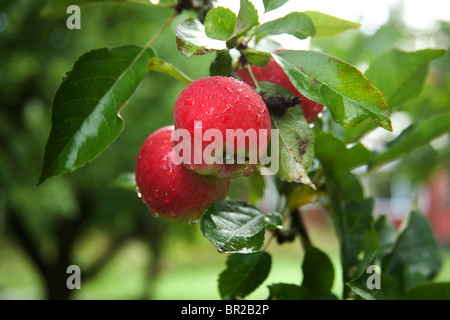 Worcester apples on the tree, Hampshire, England. Stock Photo